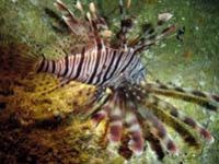 Lionfish off Saipan w/ digital still by Martin Dalsaso 